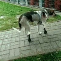 Dog trying out its new legs