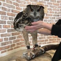 long owl is long