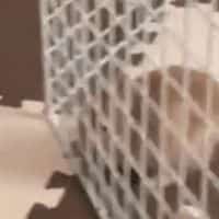 Prison Break Bunny