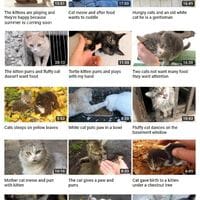 Wholesome cat Youtube channel