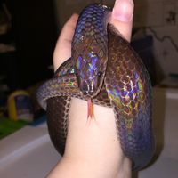 Asian Sunbeam snakes are such beauties