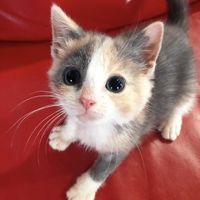 "hooommaannn?.. can.. can.. you cuddle with me?"