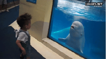 Dolphin squirts on a young boy