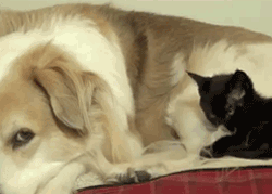 Here is a gif to make your day; A cat trying to clean a long-haired dog.