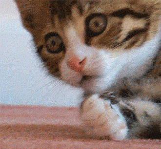 Quite a shocked kitten