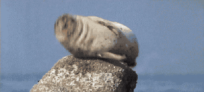 A seal with hiccups