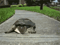 Nope turtle