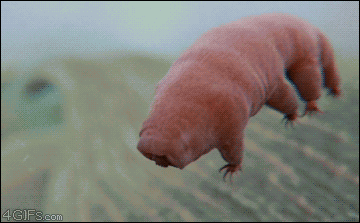 Water Bears are cute and awesome!