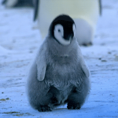 I love penguins so much