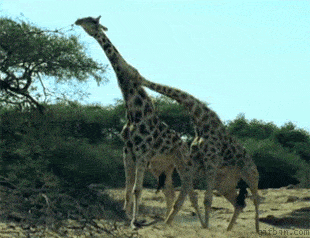 Your life hasn't been completed until you see giraffes fighting
