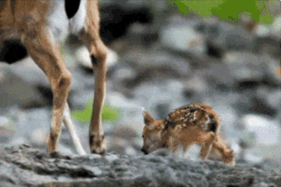 Adorable baby deer tailing its mother