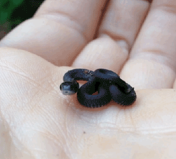 Snakes can be cute too