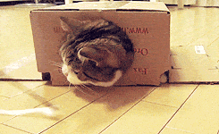 Box cat.