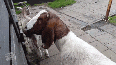 This is why you don't let goats watch the exorcist