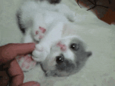 Most adorable gif ever. - FunSubstance
