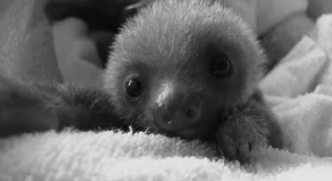 Day 25 of your daily dose of cute: Slothity sloth sloth