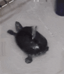 Turtle takes a bath