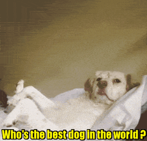 Who's the best dog in the world?