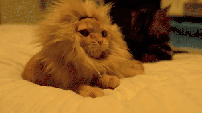 Day 232 of your daily dose of cute: tired lion