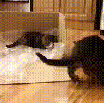 The laziest pounce ever