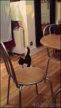 Crazy jumping cat