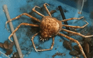 Spider crab getting out of its old shell