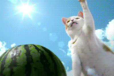 Here is a Cat Gif