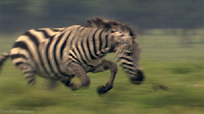 That moment when a Zebra chases a Cheetah