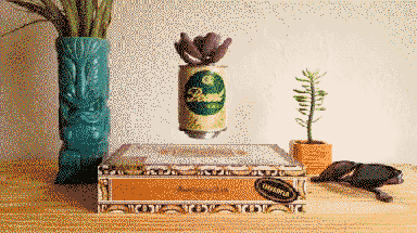 Cigar box beer can hover plant