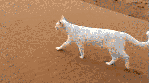 Notice the footprints left in the sand by this cat