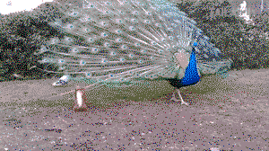 Peacock vs squirrel