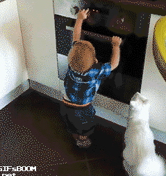 Cat prevents little human from getting into trouble