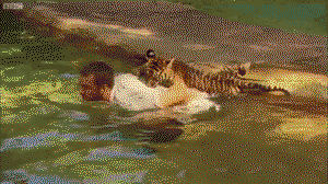 Tiger Cub Learning to Swim
