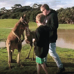 Kangaroo punches kid square in the face