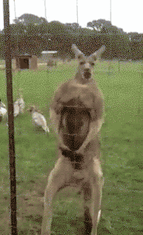 Buff Kangaroo strikes a pose