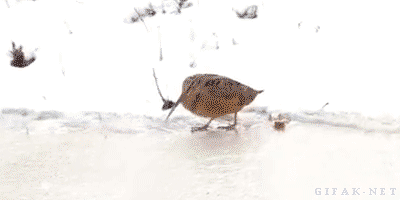 American woodcock has all the moves