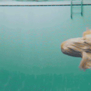 afghan hound swimming