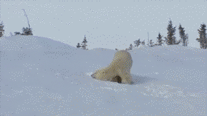 Polar dogs