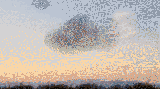Flock of Starlings vs. A Peregrine Falcon