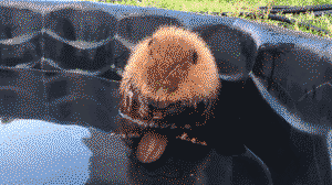Rescued baby beaver taking a bath