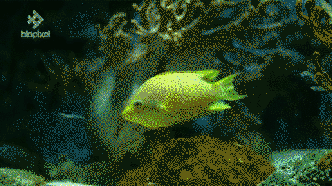 The Sling-jaw wrasse