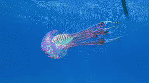 Fish using jellyfish for protection