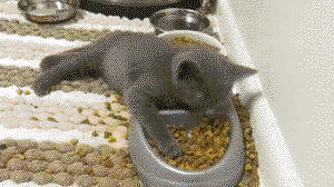 Cat sleeping in the food bowl