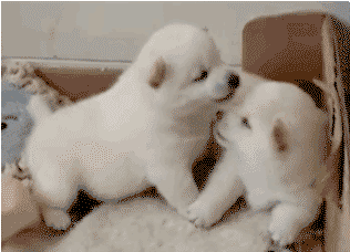 The french kiss between two beautiful puppies