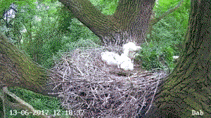 Goshawk snatches stork chick out of nest at high speed