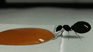Amazing Queen of Ants Drinks Honey