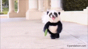 Puppy panda