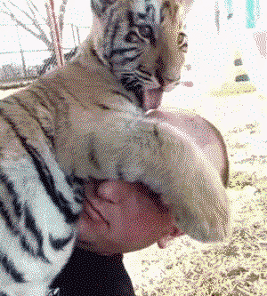 Baby tiger loves human!