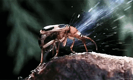 Bombardier Beetle when threatened, sprays with a boiling hot mixture of chemicals