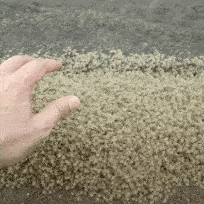 the sand is alife! ruuunnn! (crabs. hundreds of them.)
